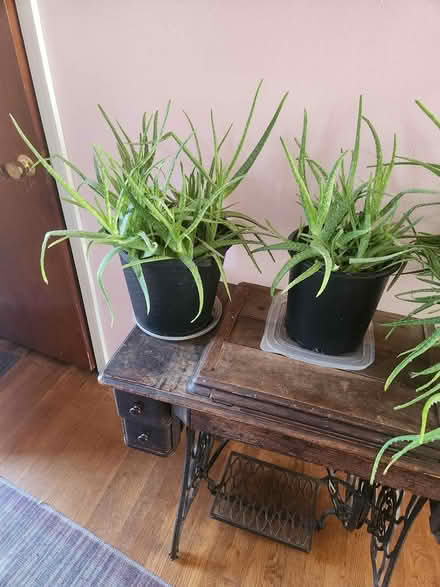 Photo of free plants (capitol heights,md) #2