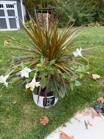 Photo of free Dragon tree (Saline) #1