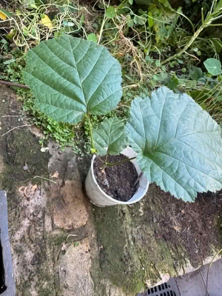 Photo of free Baby Hazel tree (Elephant and castle SE11) #3