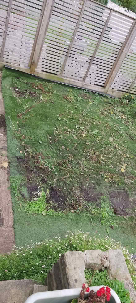 Photo of free Weedy artificial lawn (Crookes S10) #1