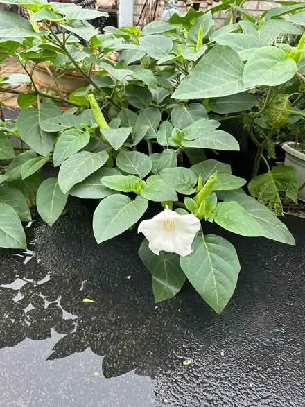 Photo of free Plant Cuttings and Seeds (SE Downers Grove) #4