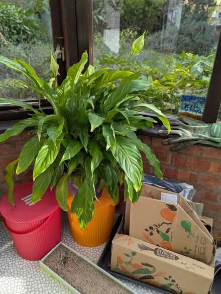 Photo of free Large Peace Lily (near Hollow Way, Cowley OX4) #1