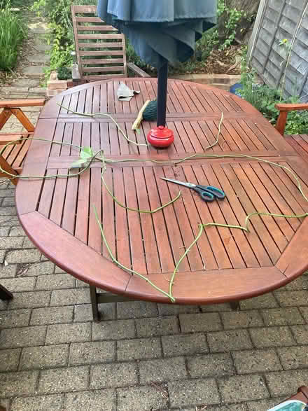 Photo of free Pophos cuttings (Raynes Park (SW20)) #1