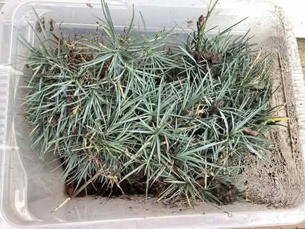 Photo of free Dianthus (Pinks) (Morley LS27) #1