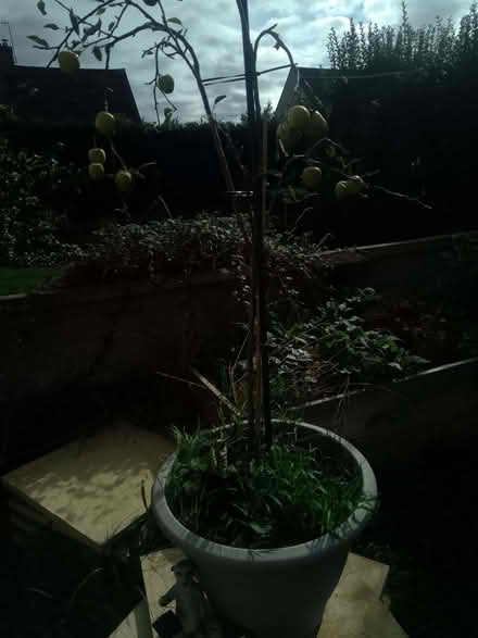 Photo of free Golden Delicious apple tree (Cashes Green GL5) #1