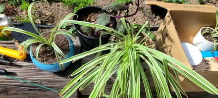 Photo of free plant and garden stuff (North Denver) #3