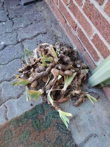 Photo of free More Purple Irises (North Abingdon, OX14) #1