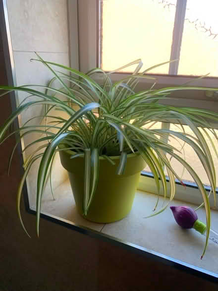Photo of free 2 spider plants (North walbottle NE5) #1