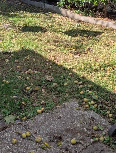 Photo of free Black walnuts (Massapequa) #1
