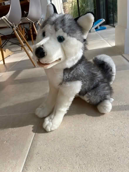 Photo of free Husky Dog Soft Toy (St Albans AL3) #1