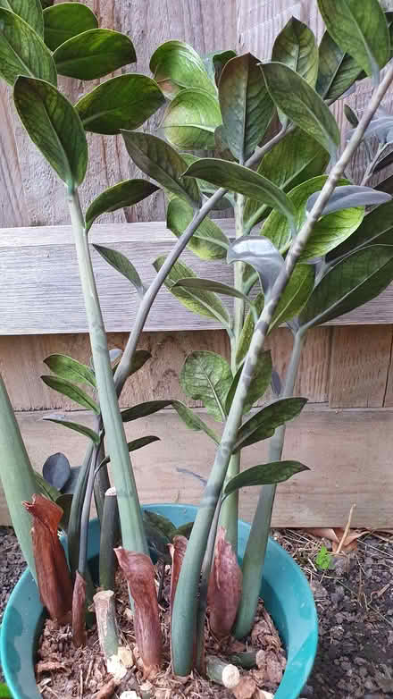 Photo of free House plant (Eastville BS5) #1