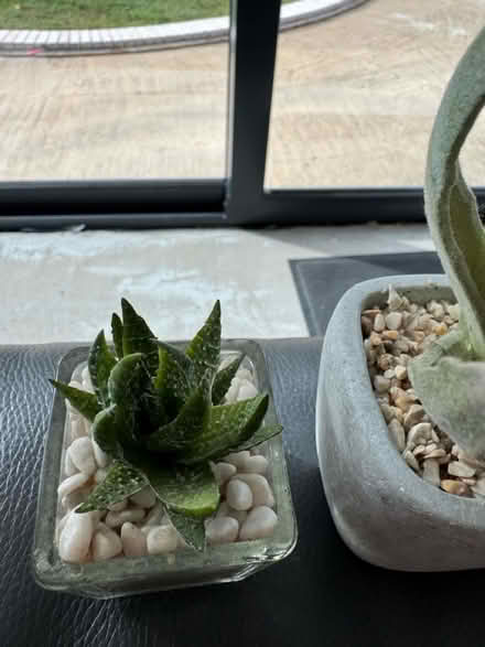 Photo of free Faux miniature plants (Burpham surrey) #3