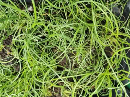 Photo of free Corkscrew rush plant (M35 Failsworth, Manchester) #2