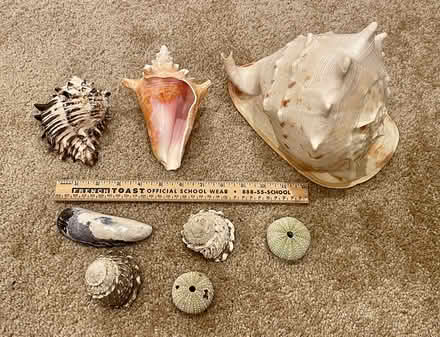 Photo of free Sea shells (Farmington, MI) #1