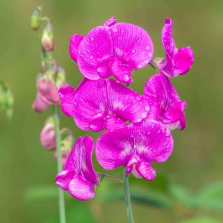 Photo of free Perennial sweet pea seeds (Netherfield, Kendal LA9) #1