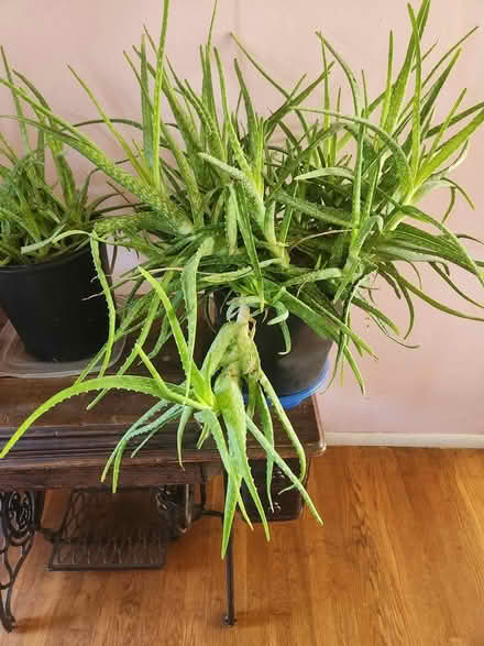 Photo of free plants (capitol heights,md) #1