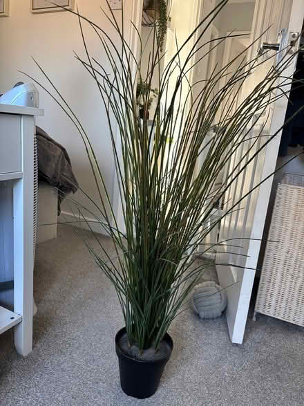 Photo of free Fake house plants (Adeyfield HP2) #2