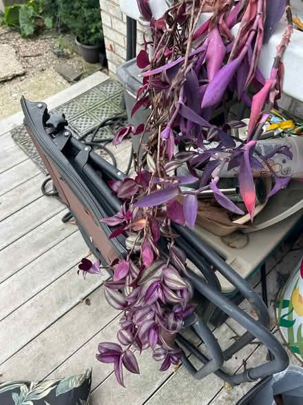 Photo of free Plant Cuttings and Seeds (SE Downers Grove) #1