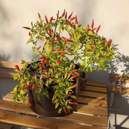 Photo of free Chilli plants x 6 (Nottingham NG5) #1