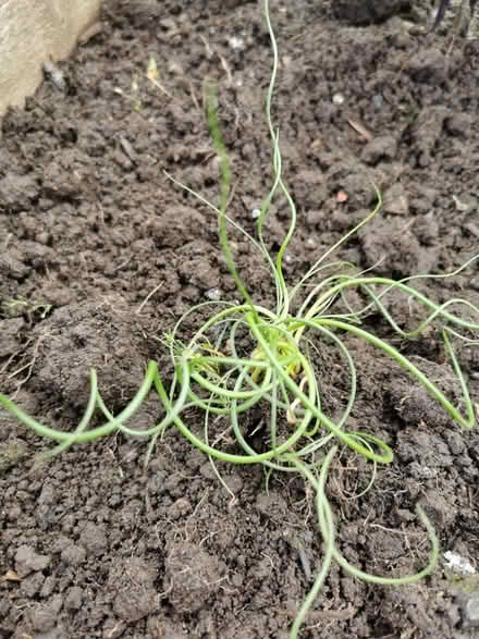 Photo of free Corkscrew rush plant (M35 Failsworth, Manchester) #1