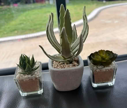 Photo of free Faux miniature plants (Burpham surrey) #1