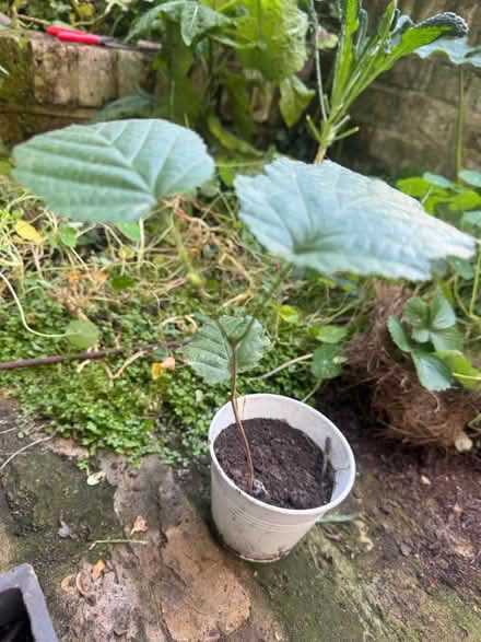 Photo of free Baby Hazel tree (Elephant and castle SE11) #2