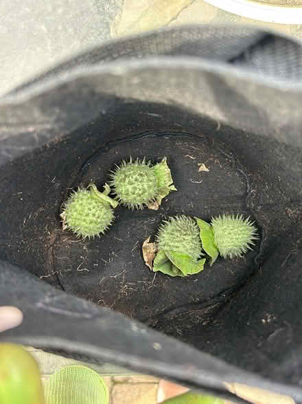 Photo of free Plant Cuttings and Seeds (SE Downers Grove) #3