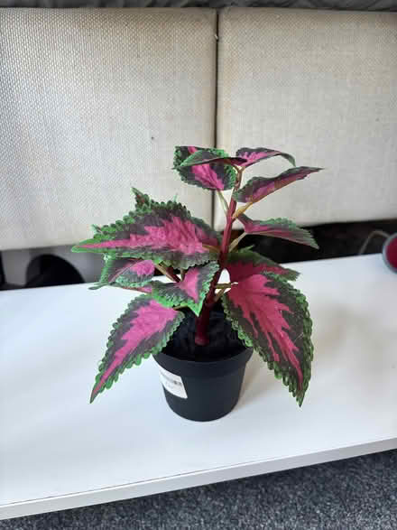 Photo of free Fake house plants (Adeyfield HP2) #1