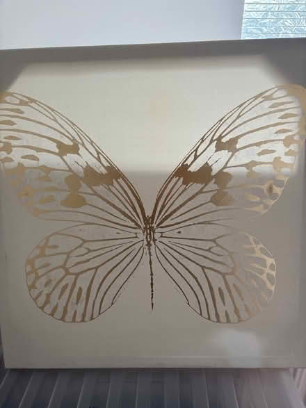 Photo of free Butterfly picture (Shirley B90) #1