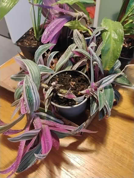 Photo of free House plants (billericay CM12) #1