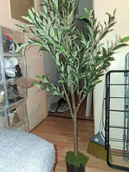 Photo of free Artificial Olive Tree (Rodney Road SE17) #1