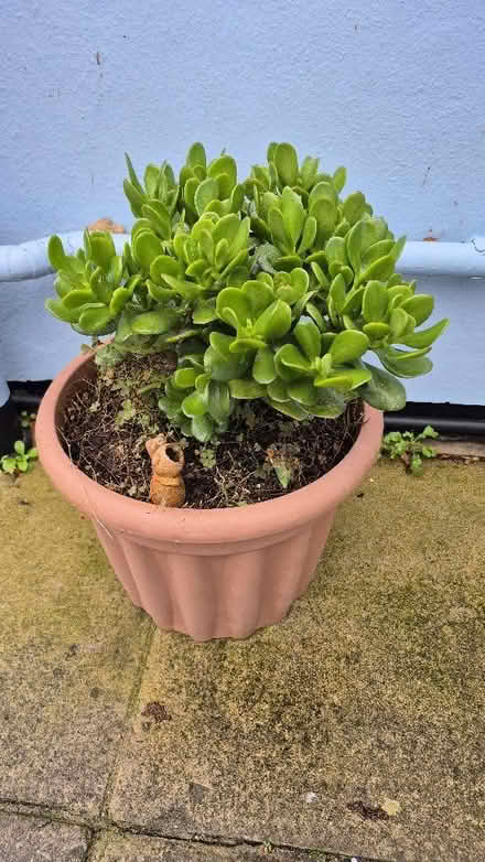Photo of free Large Money Plant (Worle BS22) #1