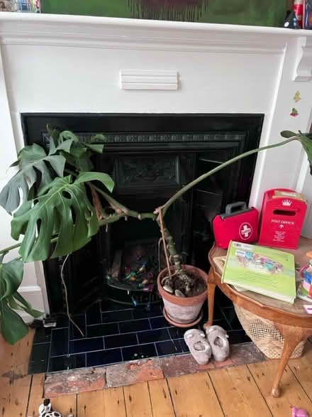 Photo of free Monstera (Bournville B30) #1