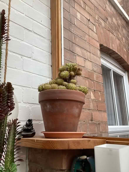 Photo of free Cacti (Emscote Warwick CV34) #4