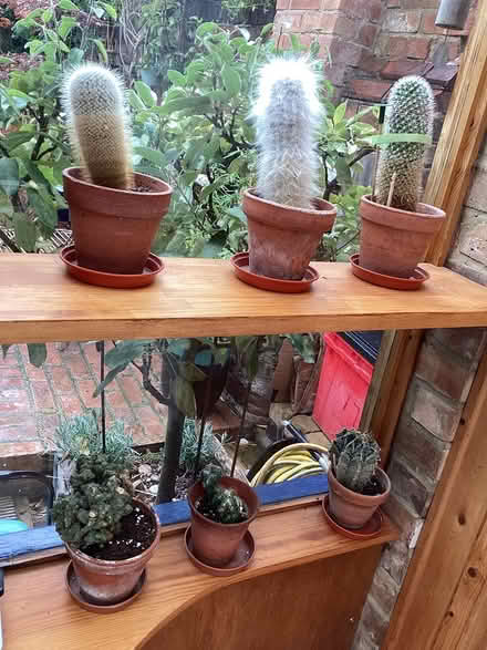 Photo of free Cacti (Emscote Warwick CV34) #1