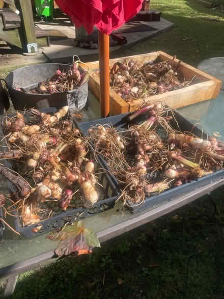 Photo of free Cana Lilly rhizomes (West Medford) #1
