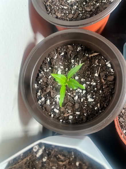 Photo of free Tomato & Pepper Plants (Woodside) #3