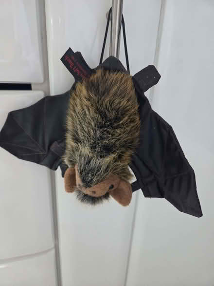 Photo of free Halloween items (Barkingside IG5) #2