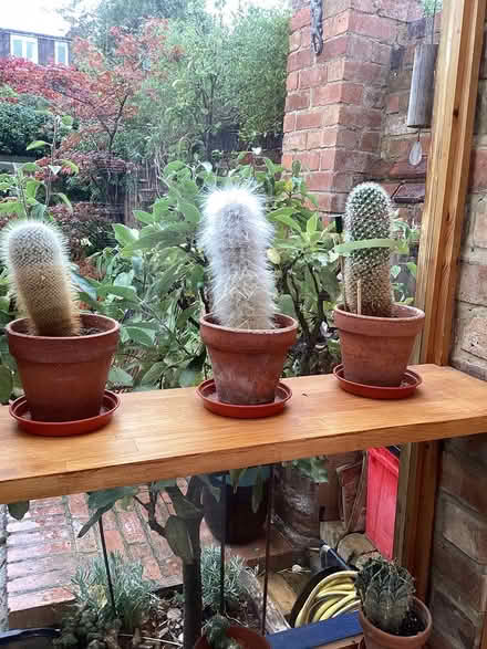 Photo of free Cacti (Emscote Warwick CV34) #2