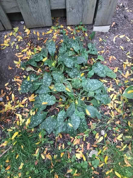 Photo of free Perennial plant - lungwort (Fisher and Meadowlands) #1