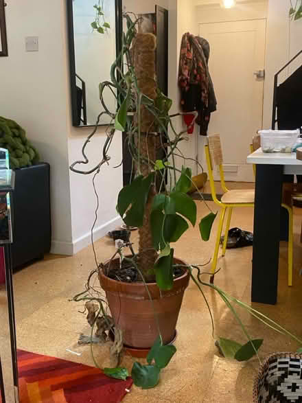 Photo of free Cheese plant Monstera (Deptford/Greenwich SE8) #1
