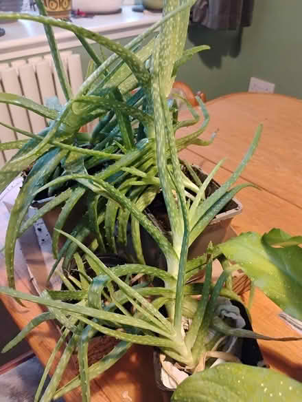 Photo of free House plants (billericay CM12) #4