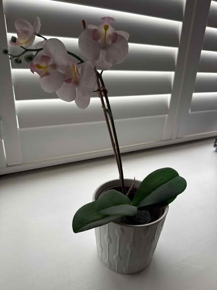 Photo of free Artificial orchid (Gosport PO12) #1