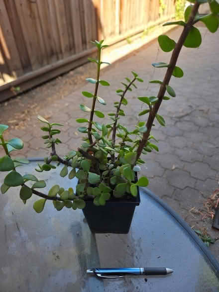 Photo of free Cacti and succulents (Bernardo & Iowa, Sunnyvale) #4