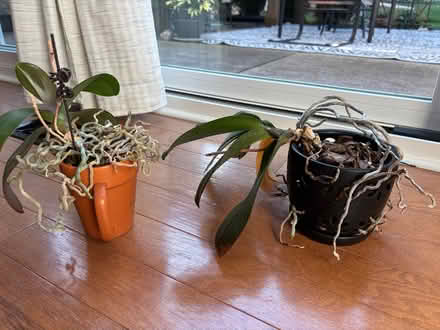 Photo of free Two orchids (Near Hobson/Woodridge Dr) #1