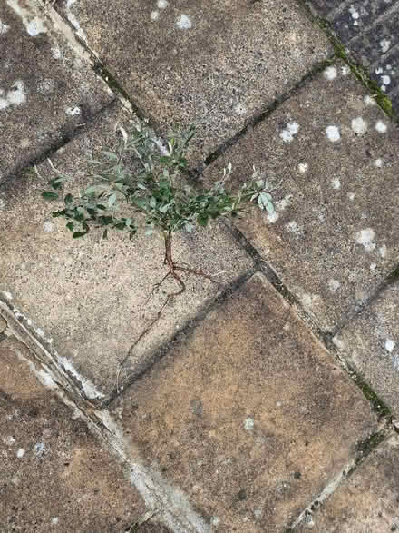 Photo of free Cotoneaster shrub (Kennington OX1) #1