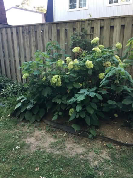 Photo of free Snowball hydrangea (Fisher and Meadowlands) #1