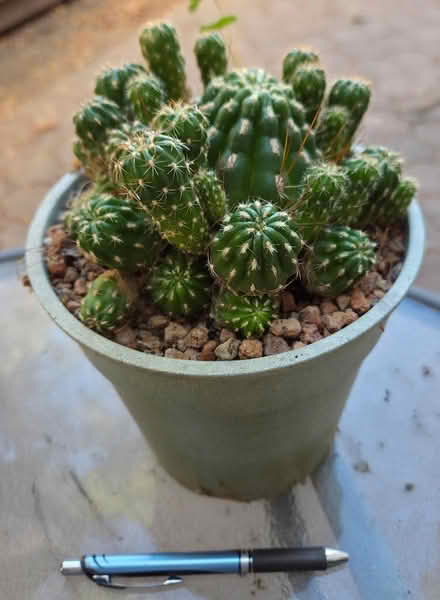 Photo of free Cacti and succulents (Bernardo & Iowa, Sunnyvale) #2