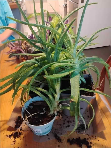 Photo of free House plants (billericay CM12) #3