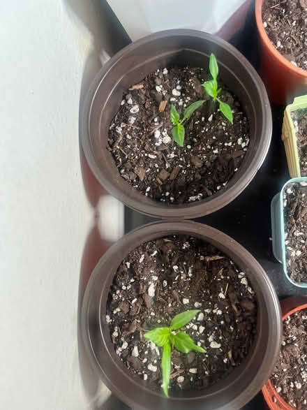 Photo of free Tomato & Pepper Plants (Woodside) #2